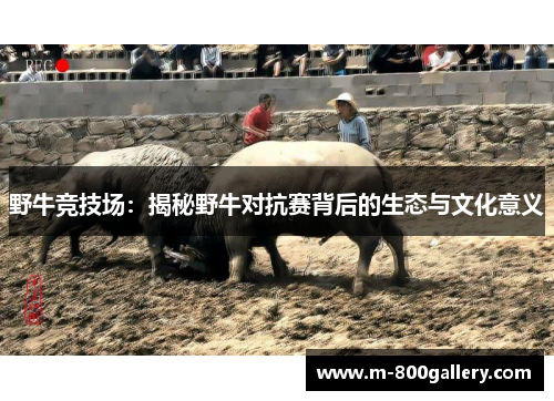 野牛竞技场：揭秘野牛对抗赛背后的生态与文化意义